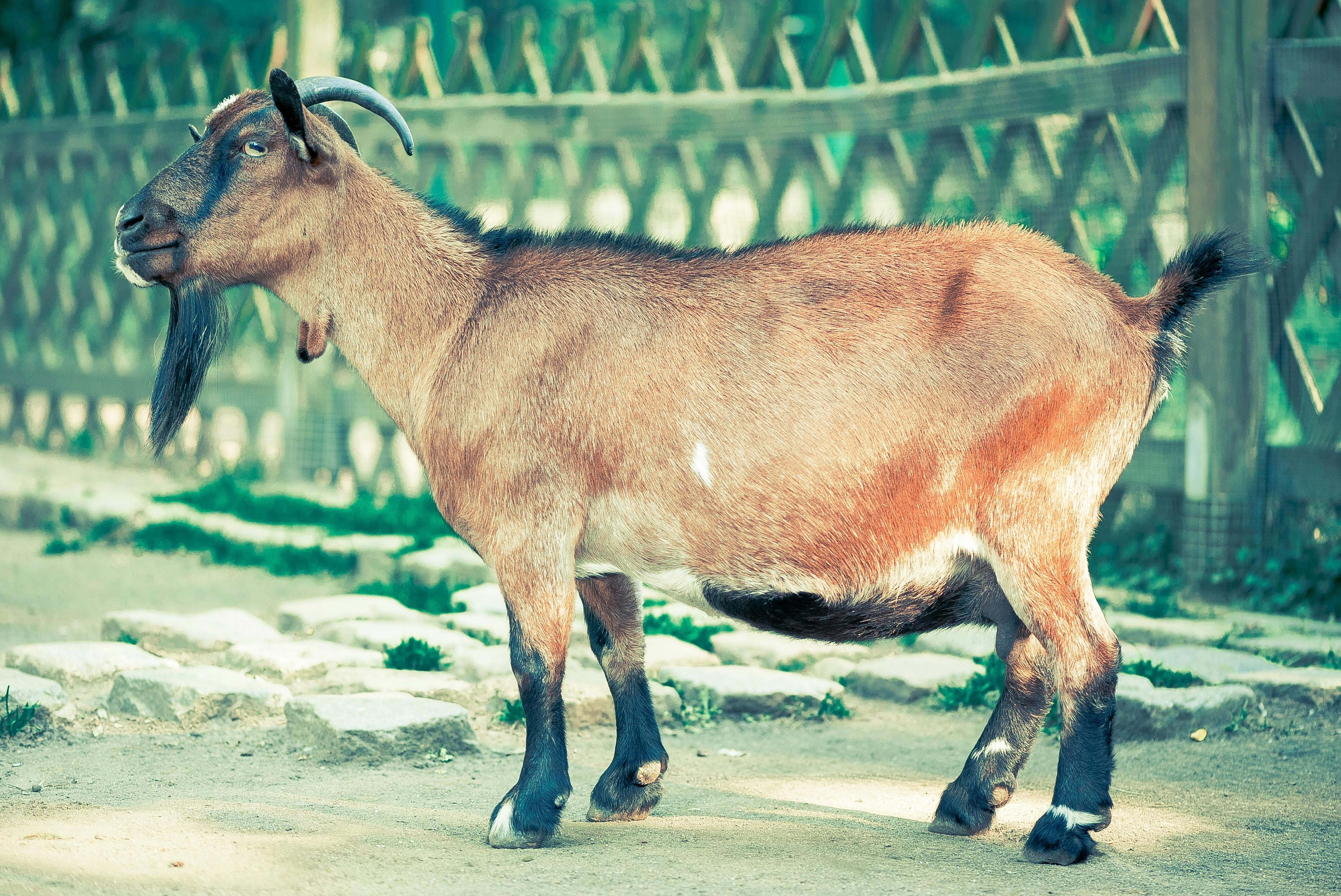 Sornob2-Goat - Image 1