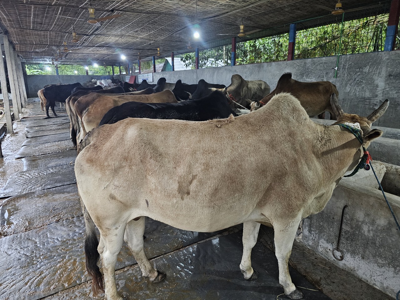 Sornob Cow - Image 1